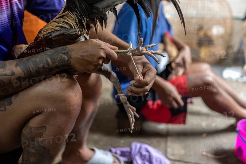 Bangkok, Thailand. February 25th 2025. Thai men binding the spurs of fighting cocks to prevent injury before a training session in the Khlong Toei neighborhood in Bangkok, Thailand
