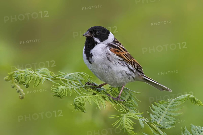 Common Reed Bunting (Emberiza schoeniclus) male, Greater London, United Kingdom