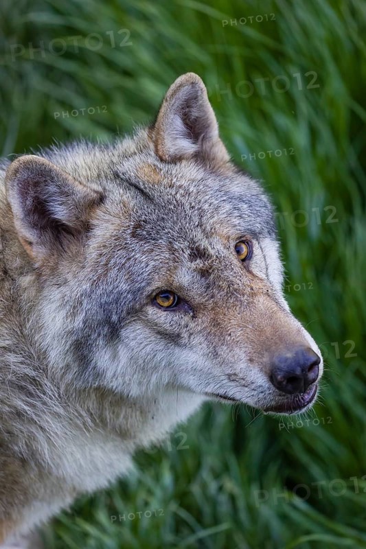 Portrait of one eurasian gray wolf (Canis lupus lupus)