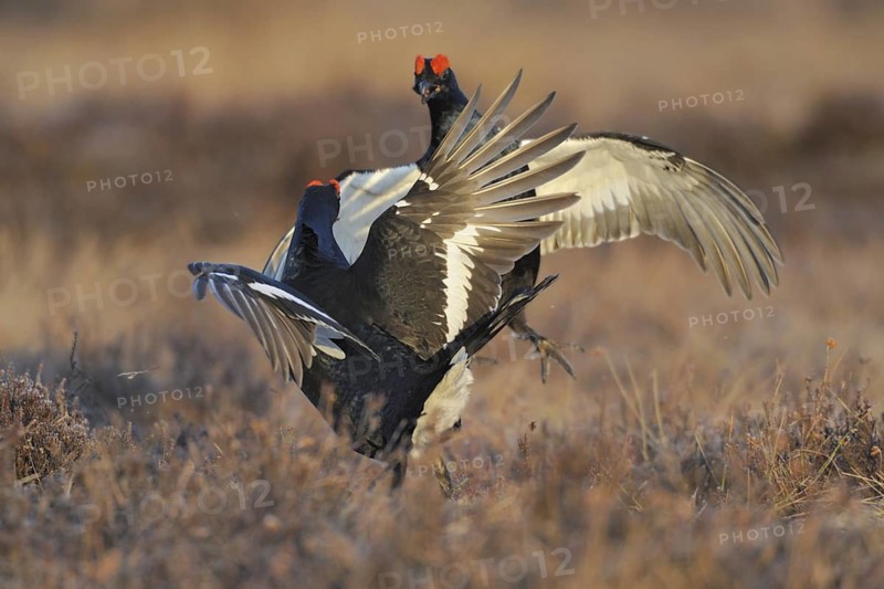 Black Grouse (Lyrurus tetrix) male mating, Sweden