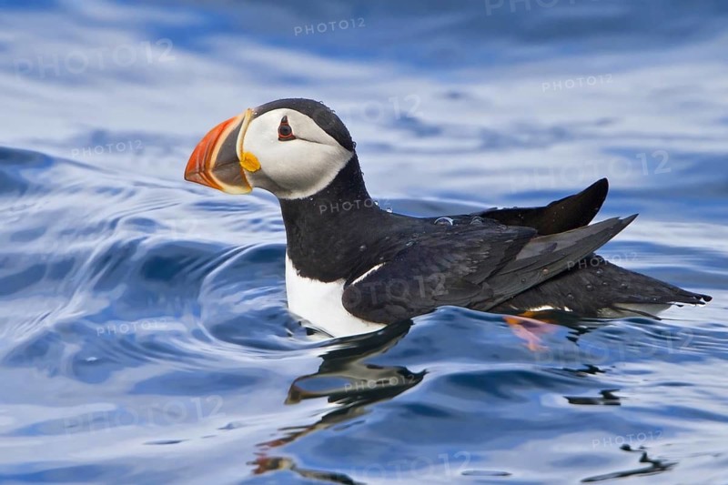 Atlantic Puffin (Fratercula arctica), Newfoundland, Canada