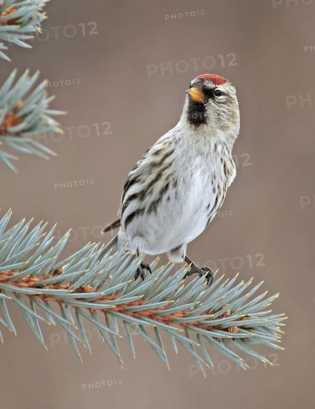 Common Redpoll (Acanthis flammea), Saskatchewan, Canada