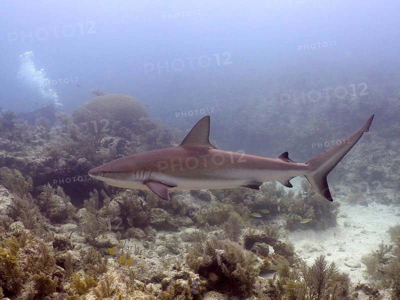 Caribbean Reef Shark (Carcharhinus perezii)