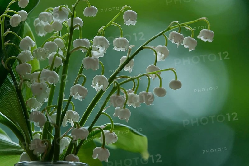 Lily of the valley, Germany
