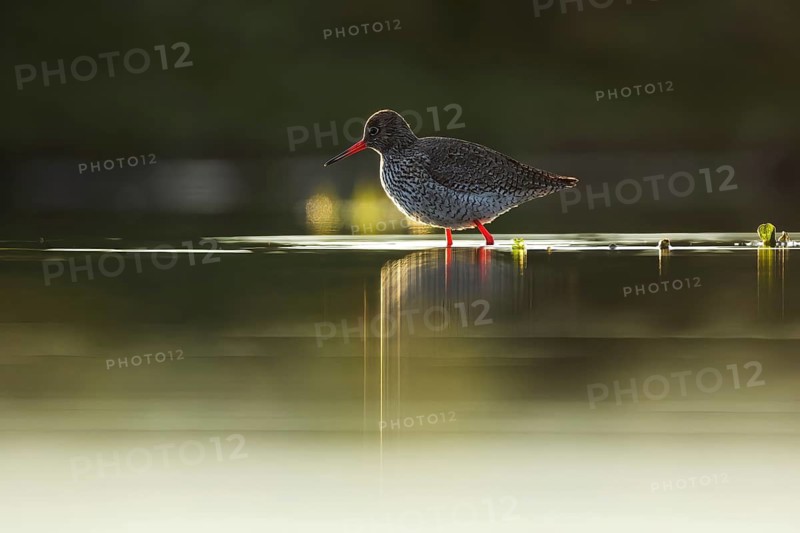 A stunning redshank wades through shallow waters in Puebla de BeleÃ±a, Spain. Its vivid red legs and elegant posture create a beautiful reflection in the calm water