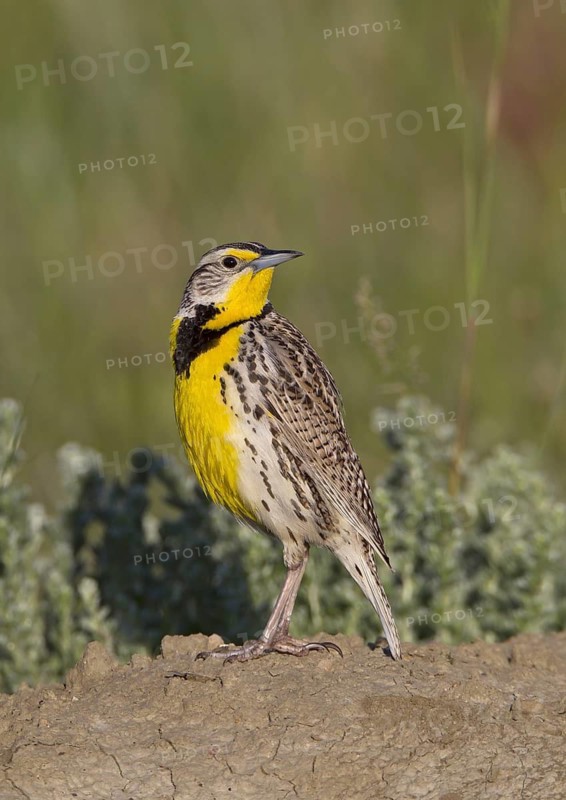 Western Meadowlark (Sturnella neglecta), Montana, USA