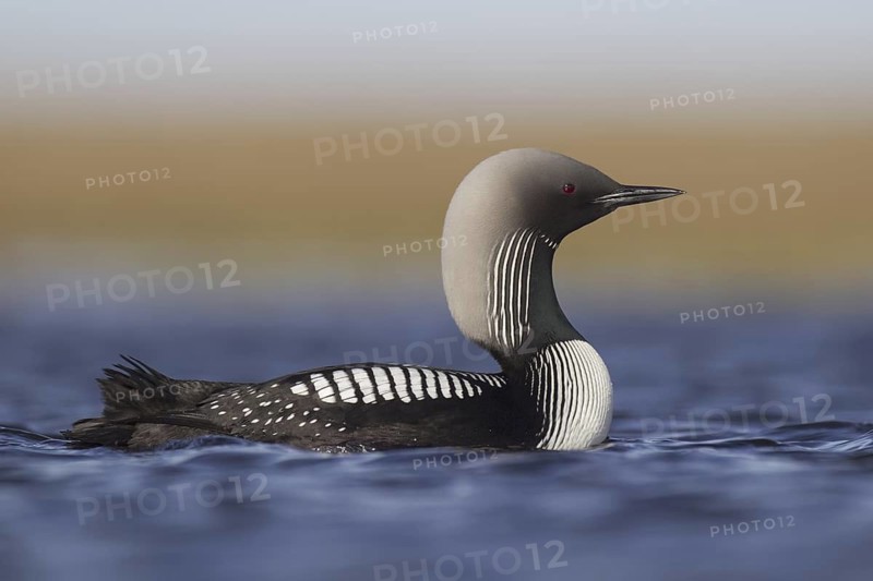 Pacific Loon (Gavia pacifica), Alaska, USA