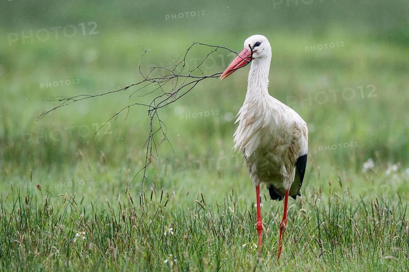 White Stork (Ciconia ciconia) with nesting material in beak, North Rhine-Westphalia, Germany