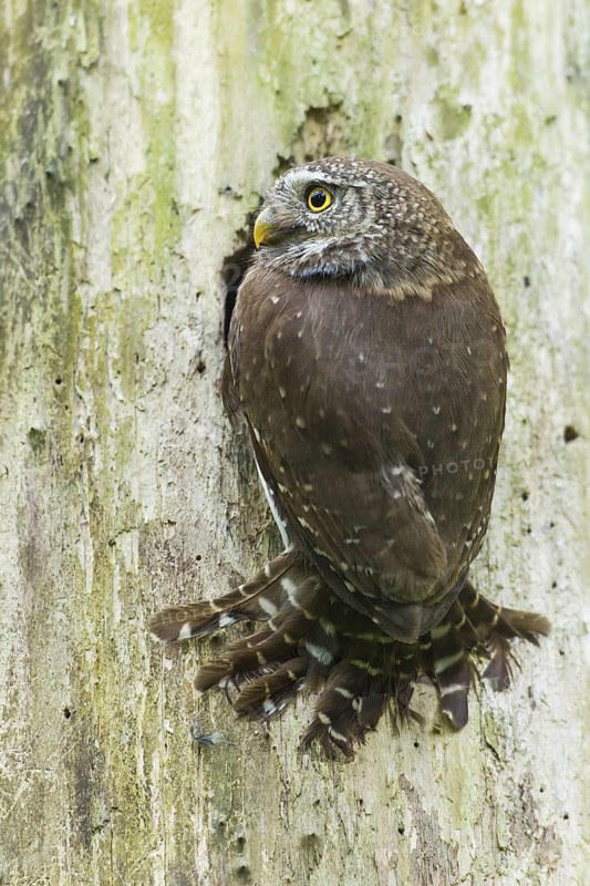 Eurasian Pygmy Owl (Glaucidium passerinum) female, Bavaria, Germany