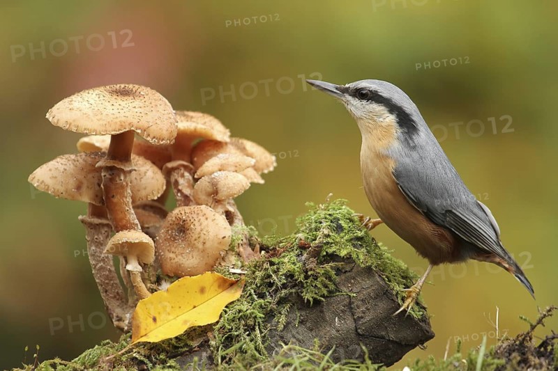 Eurasian Nuthatch (Sitta europaea), Lower Saxony, Germany