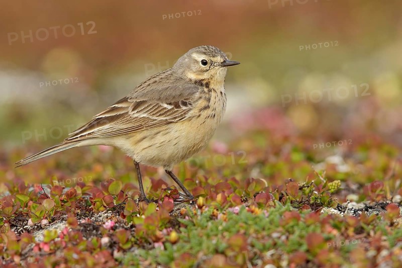 American Pipit (Anthus rubescens) perched on the tundra in Nome, Alaska