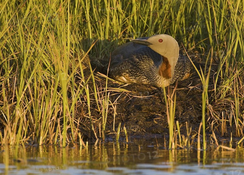 Red-throated Loon (Gavia stellata), Iceland