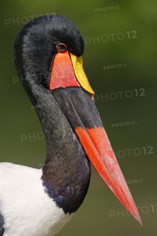 Saddle-billed stork (Ephippiorhynchus senegalensis), male, portrait, captive, occurrence in Africa