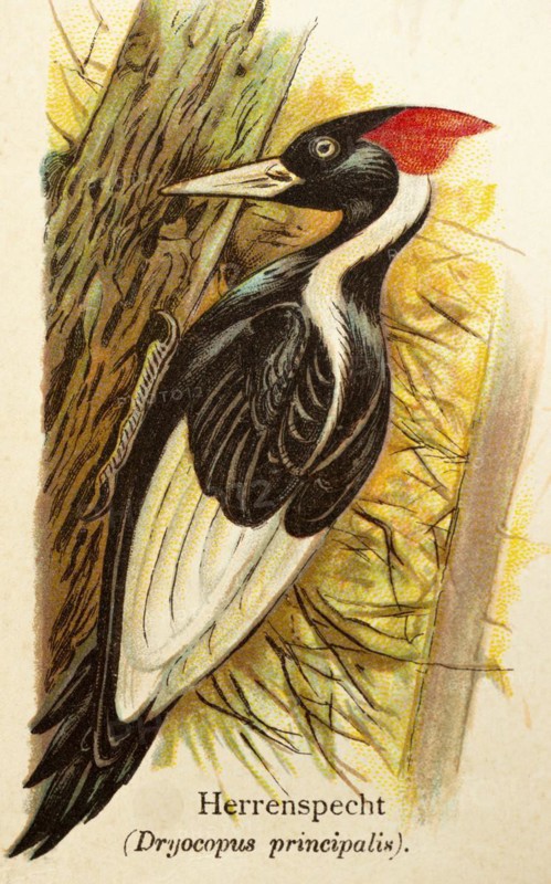 Pileated woodpecker (Dryocopus principalis) or ivory-billed woodpecker (Campephilus principalis), tree trunk, chopping, historical illustration, World of Birds 1890