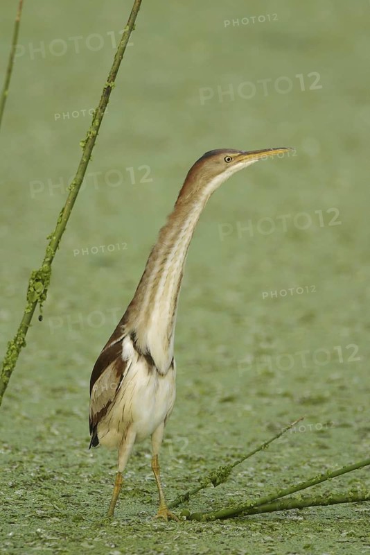 Least Bittern (Ixobrychus exilis), Florida, USA