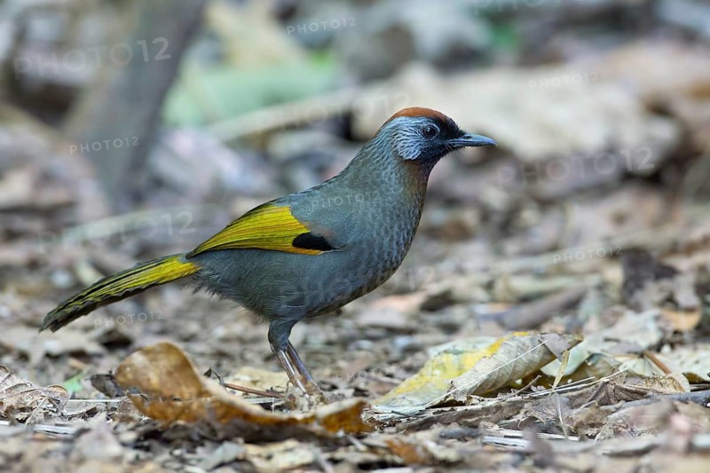 Silver-eared Laughingthrush (Trochalopteron melanostigma), Thailand