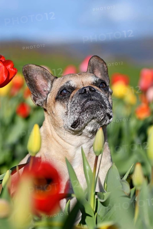 Senior French Bulldog dog sitting in a colorful spring flower tulip field