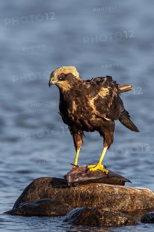Western Marsh Harrier (Circus aeruginosus) female eating fish, Mecklenburg-Western Pomerania