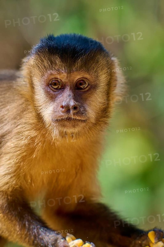 Close-up of a monkey face, with focus on expressive eyes, capuchin monkey (Sapajus apella), Pantanal, Mato Grosso, Brazil