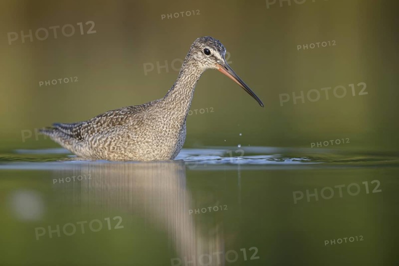 Spotted Redshank (Tringa erythropus), Thuringia, Germany