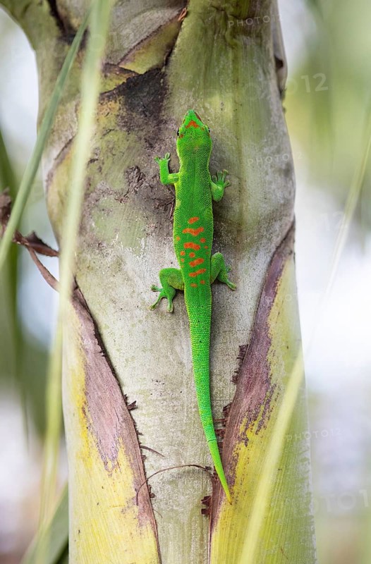 Madagascar giant day gecko (Phelsuma grandis) in the garden of the colonial house Chateau de Labourdonnais, Mapou, Riviere de Rempart, Mauritius