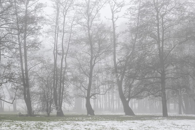 Black alder (Alnus glutinosa) in a misty floodplain landscape, Emsland, Lower Saxony, Germany