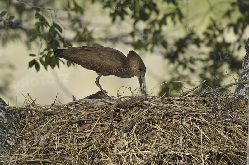 Hamerkop (Scopus umbretta), South Africa