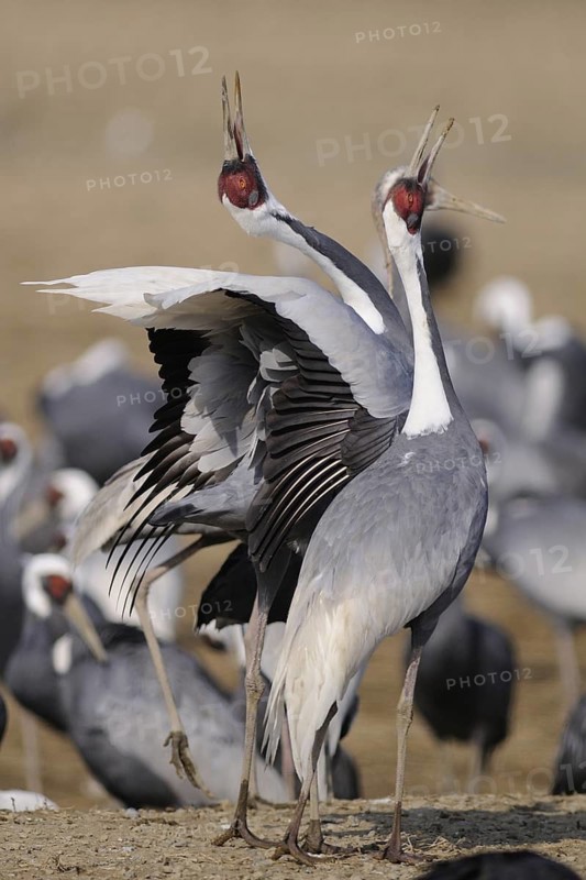 White-naped Crane (Antigone vipio) calling, Arasaki, Japan