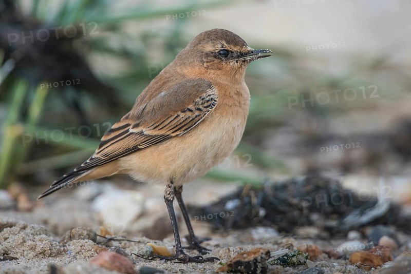 Northern Wheatear (Oenanthe oenanthe), Schleswig-Holstein, Germany