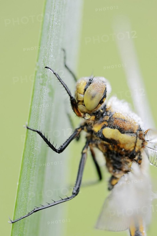 Black-tailed skimmer (Orthetrum cancellatum), female, North Rhine-Westphalia, Germany