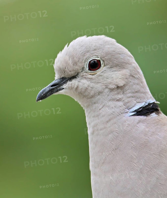 Eurasian Collared Dove (Streptopelia decaocto), France