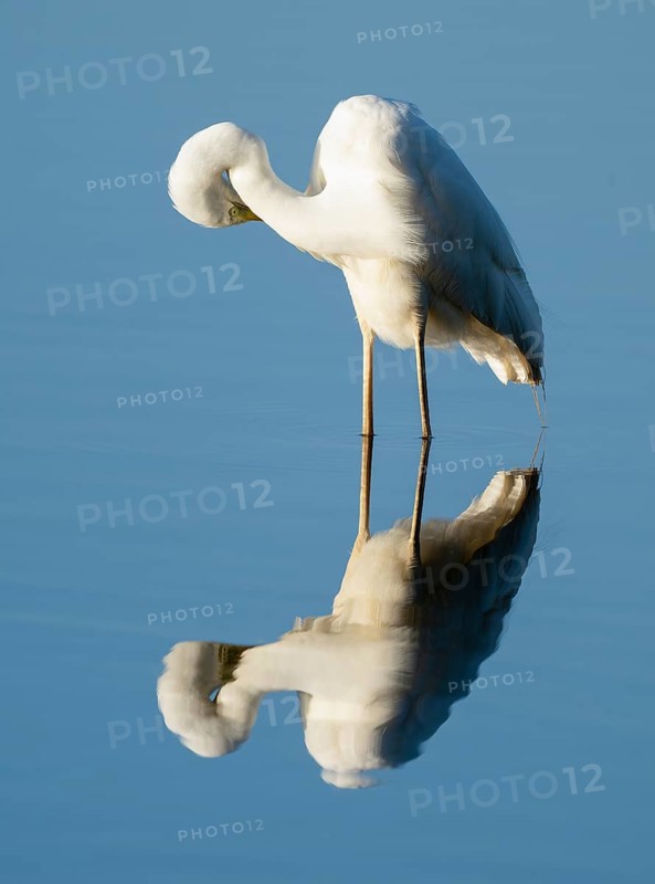 Great Egret (Ardea alba) during plumage care standing in the shallow water zone of a lake, blue water, Lower Saxony, Germany