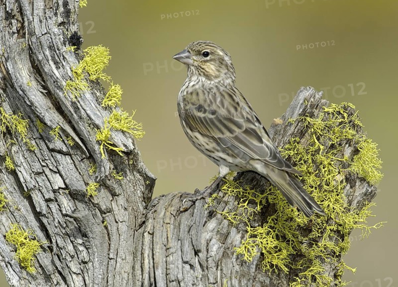 Cassin's Finch (Haemorhous cassinii) female, Texas, USA
