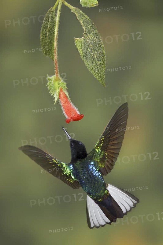 Velvet-purple Coronet (Boissonneaua jardini), Ecuador
