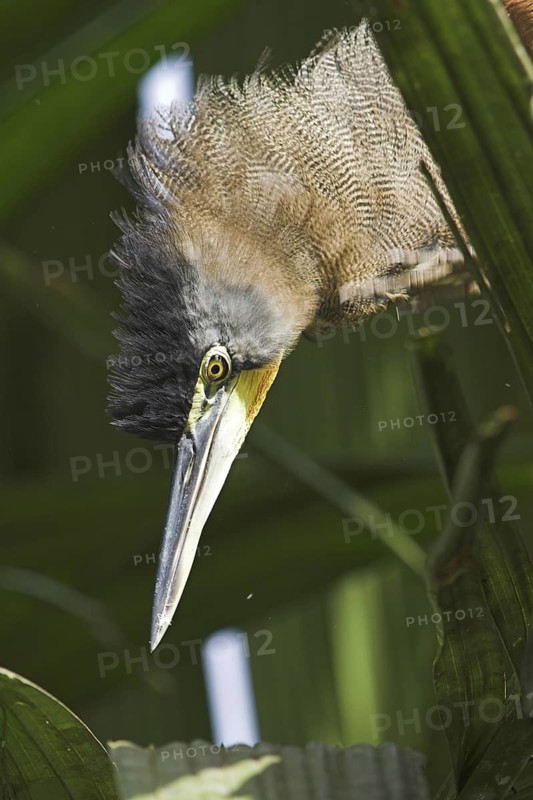 Bare-throated Tiger Heron (Tigrisoma mexicanum), Costa Rica