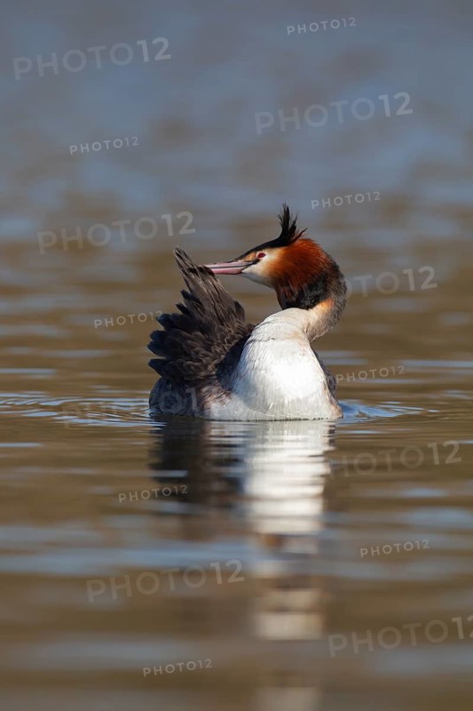 Great crested grebe (Podiceps cristatus) adult bird preening its feathers on a river, Norfolk, England, United Kingdom