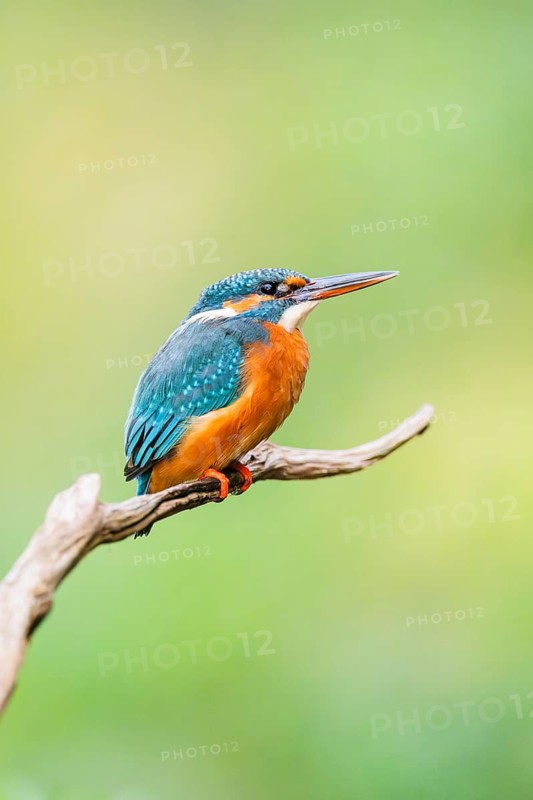 Common kingfisher (Alcedo atthis) sitting on an old wooden branch in late summer, wildife, Bavaria, Germany