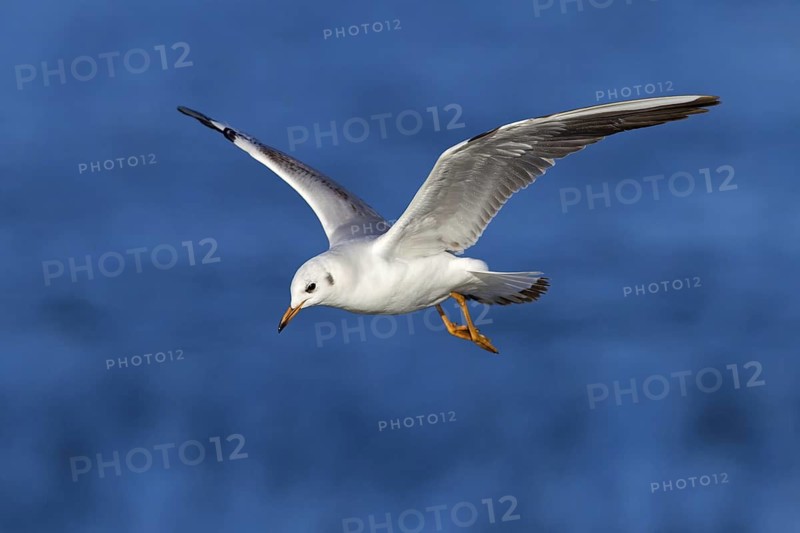 Black-headed Black-headed Gull, (Larus ridibundus), animals, birds, gulls, flight photo, sideways, waters, Ladenburg, Baden-Württemberg, Germany
