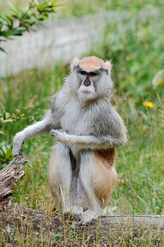 Western hussar monkey (Erythrocebus patas patas), captive, occurring in western and central Africa