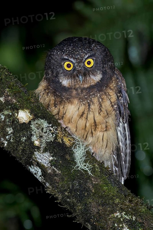 White-throated Screech Owl (Megascops albogularis) perched on a branch in southern Ecuador