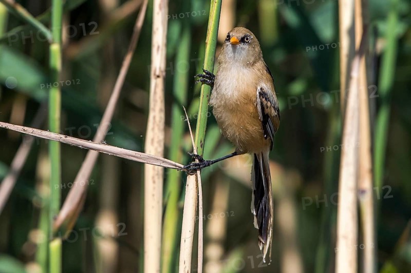 Bearded Reedling (Panurus biarmicus) juvenile in reedbed, Mecklenburg-Western, Pomerania, Germany