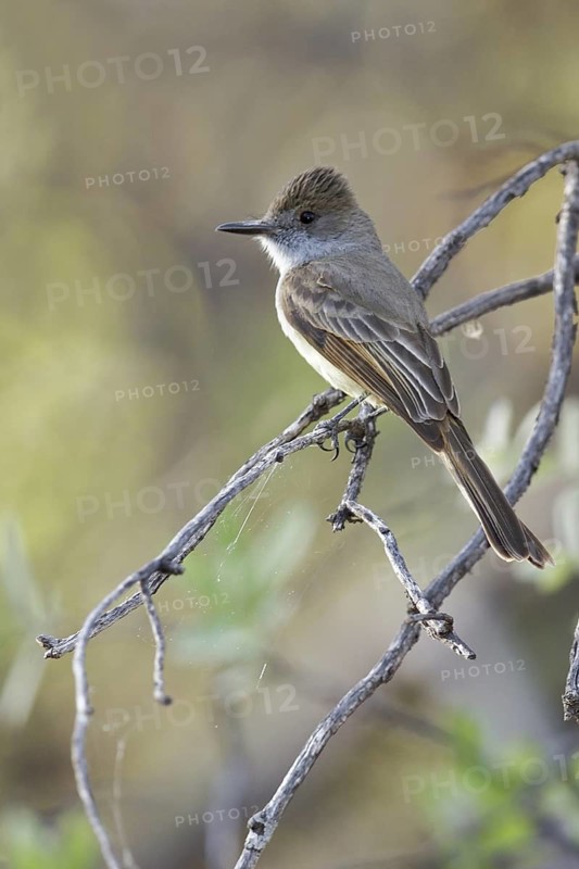 Dusky-capped Flycatcher (Myiarchus tuberculifer) perched on a branch in southern Arizona, USA