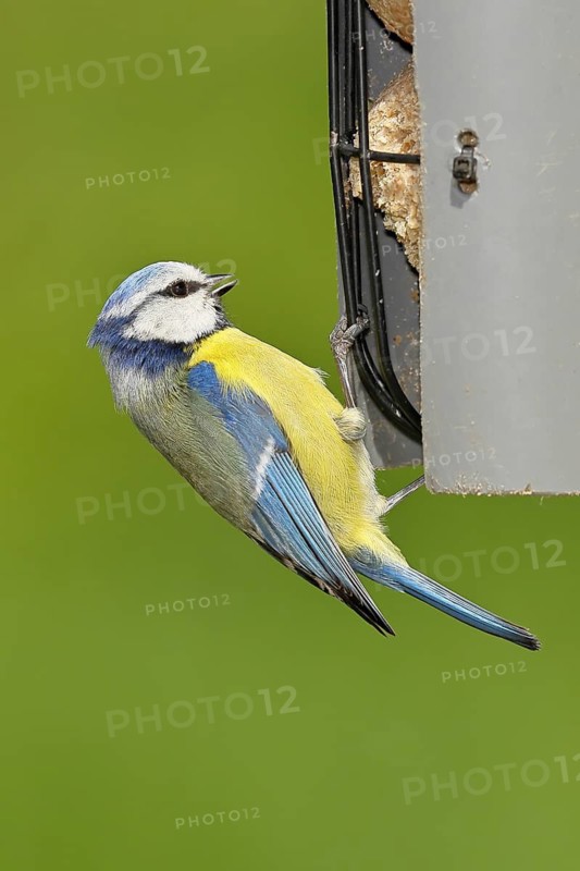 Blue tit (Parus caeruleus), sitting on a tit dumpling at a feeder in the garden, Wilnsdorf, North Rhine-Westphalia, Germany