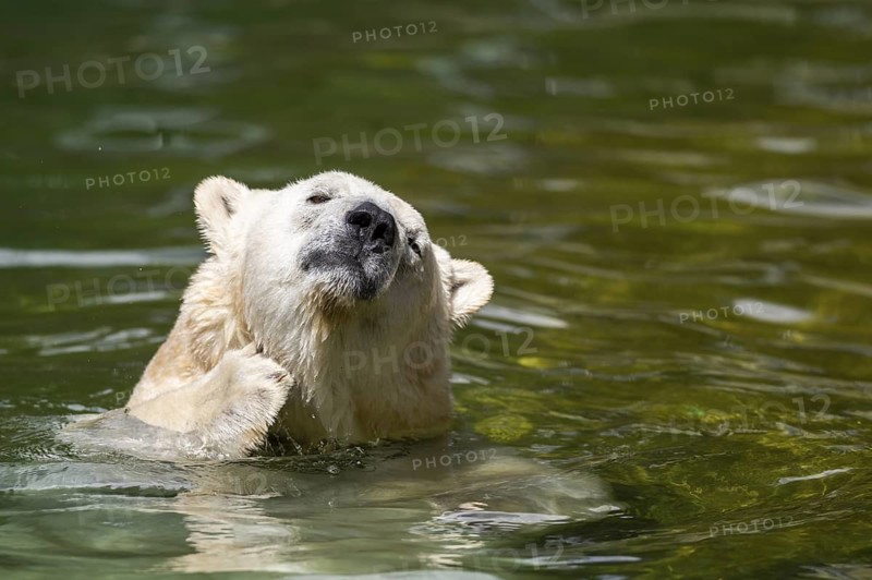 Polar bear (Ursus maritimus) swimming in the water, captive, Germany
