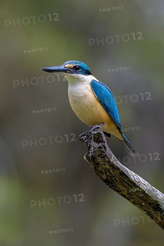 Sacred Kingfisher (Todiramphus sanctus) male, Victoria, Australia