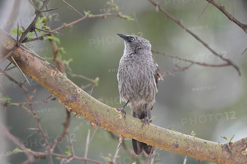Black-lored Babbler (Turdoides sharpei), Lake Naivasha, Kenya