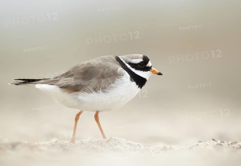 Common Ringed Plover (Charadrius hiaticula), Schleswig-Holstein, Germany