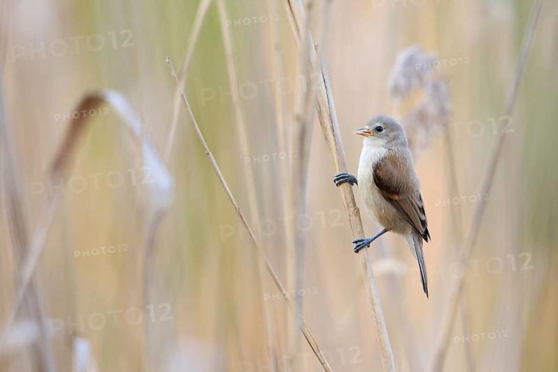Eurasian Penduline Tit (Remiz pendulinus) juvenile, one week after leaving the nest, Saxony-Anhalt, Germany