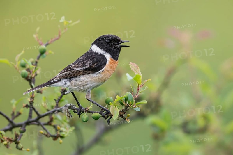 European Stonechat (Saxicola rubicola) male singing from a branch, Poland