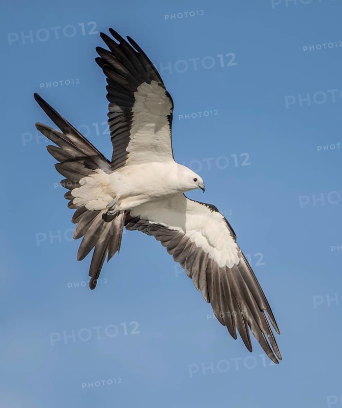 Swallow-tailed Kite (Elanoides forficatus) flying, Florida, USA